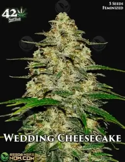 Wedding Cheesecake Auto cannabis seeds in a package (space) High THC and creamy aroma