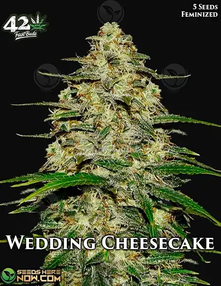 Wedding Cheesecake Auto cannabis seeds in a package - High THC and creamy aroma