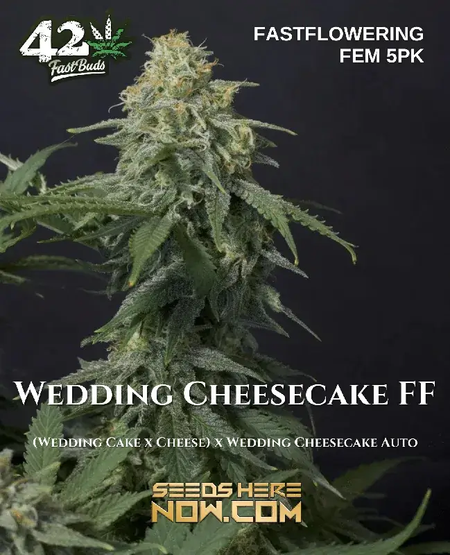 Pack of Wedding Cheesecake FF [FEM] Feminized Seeds by Fast Buds