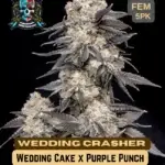 Wedding Crasher S1 (Feminized) - Elite Clone Seed Company