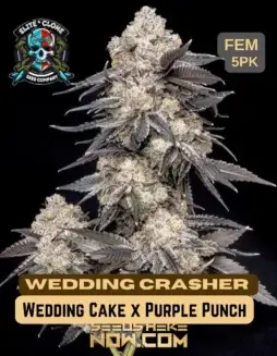 Wedding Crasher S1 Cannabis Seeds by Elite Clone Seed Company (space) Hybrid Strain with Vanilla and Berry Flavors