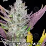 Wedding Glue (Autoflower) - Fast Buds