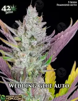 Wedding Glue Auto Autoflower Seeds (space) High THC Hybrid