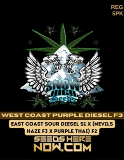 West Coast Purple Diesel F3 cannabis seeds (space) Regular type by Snow High Seeds