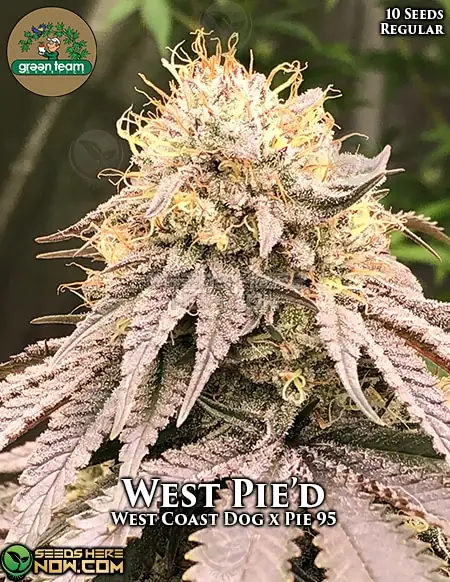 West Pie'd cannabis seeds, Indica-dominant strain by Green Team Genetics