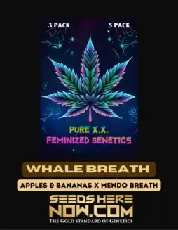 Whale Breath S1 Feminized Cannabis Seeds (space) Potent Indica Dominant Hybrid