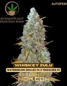 Whiskey Zulu Autoflower Cannabis Seeds by Automatically Delicious