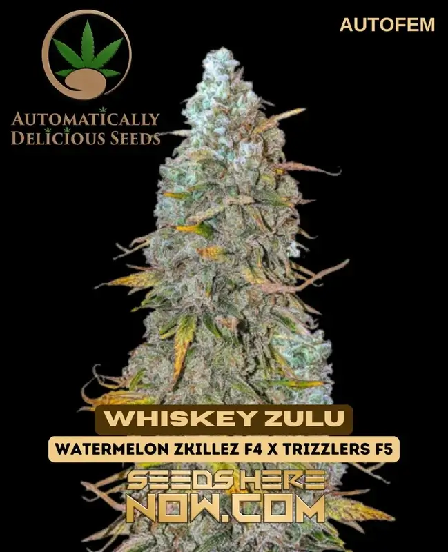 Whiskey Zulu Autoflower Cannabis Seeds by Automatically Delicious