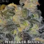 Whitaker Blues (Regular) - Second Generation Genetics