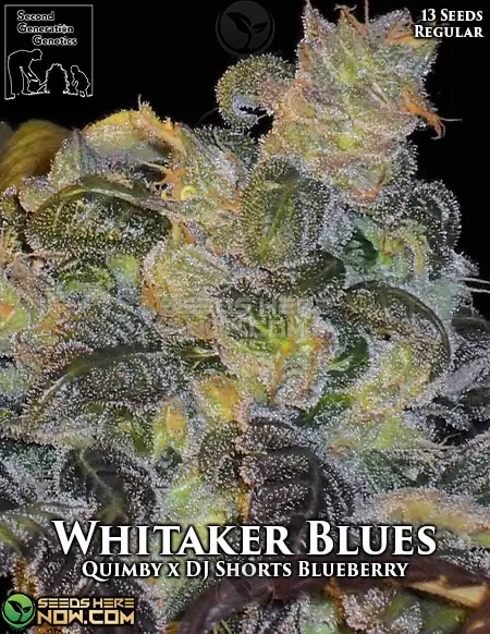 Pack of Whitaker Blues regular cannabis seeds by Second Generation Genetics