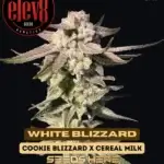 White Blizzard (Feminized) - Elev8 Seeds