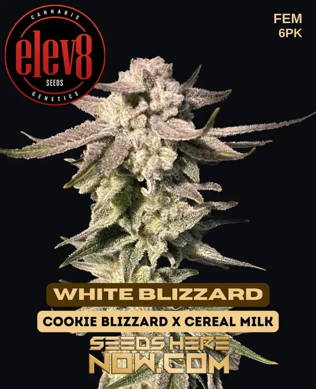 White Blizzard feminized cannabis seeds by Elev8 Seeds featuring Cookie Blizzard and Cereal Milk genetics