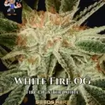 White Fire OG S1 (Feminized) - Dr. Blaze