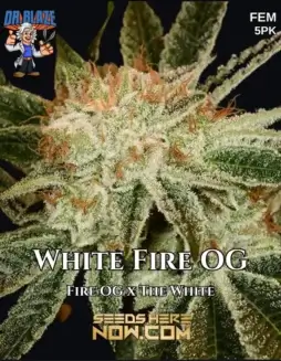 White Fire OG S1 seeds (space) a hybrid strain with 18(space)24% THC, feminized for guaranteed female plants.