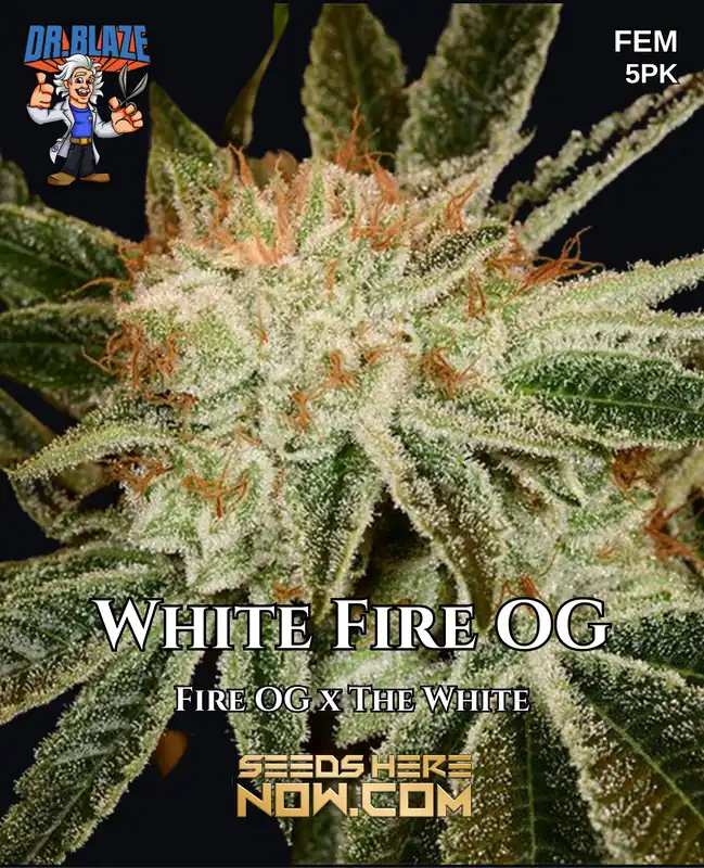 White Fire OG S1 seeds - a hybrid strain with 18-24% THC, feminized for guaranteed female plants.