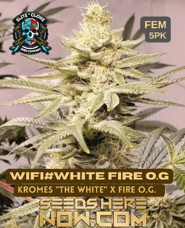 White Fire OG S1 cannabis seeds, a hybrid strain combining Fire OG and The White, with a THC content of 20-28%