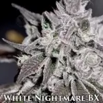 White Nightmare BX (Feminized) - Sin City Seeds