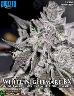 White Nightmare BX Feminized Seeds (space) Sativa Dominant Cannabis Strain