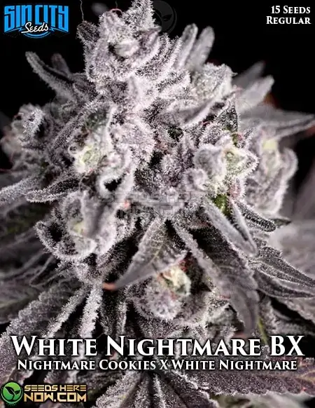 White Nightmare BX regular cannabis seeds, featuring blueberry, pine, and earthy flavors with 20-25% THC.