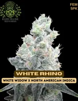 Dense, resin(space)coated buds of White Rhino S1 Feminized Seeds