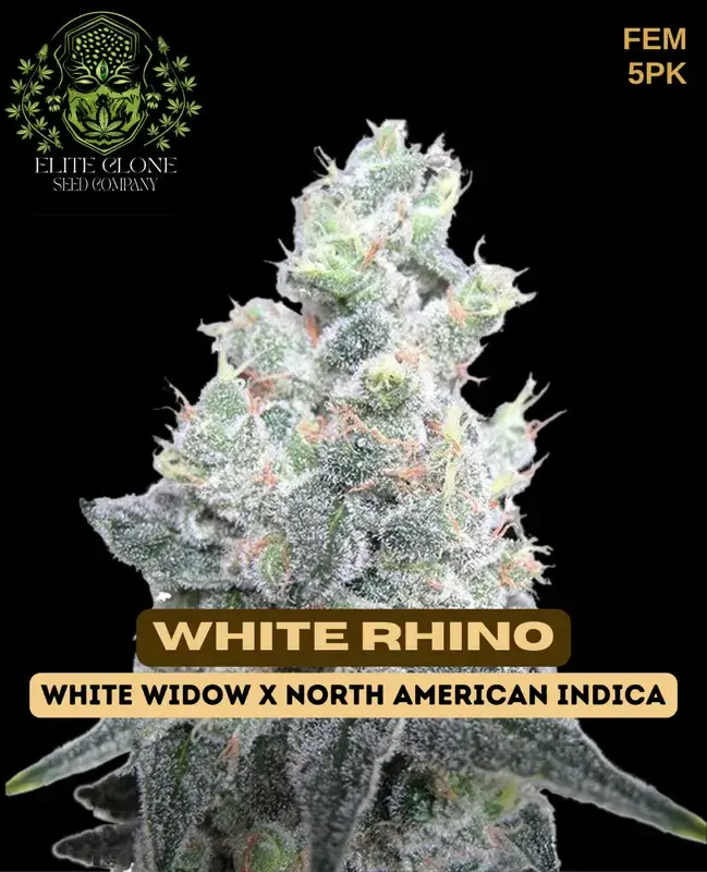 Dense, resin-coated buds of White Rhino S1 Feminized Seeds