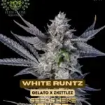 White Runtz S1 (Feminized) - Elite Clone Seed Company