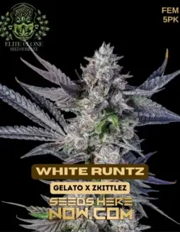 Close(space)up of White Runtz S1 cannabis buds, showcasing dense trichomes and vibrant green hues with orange pistils