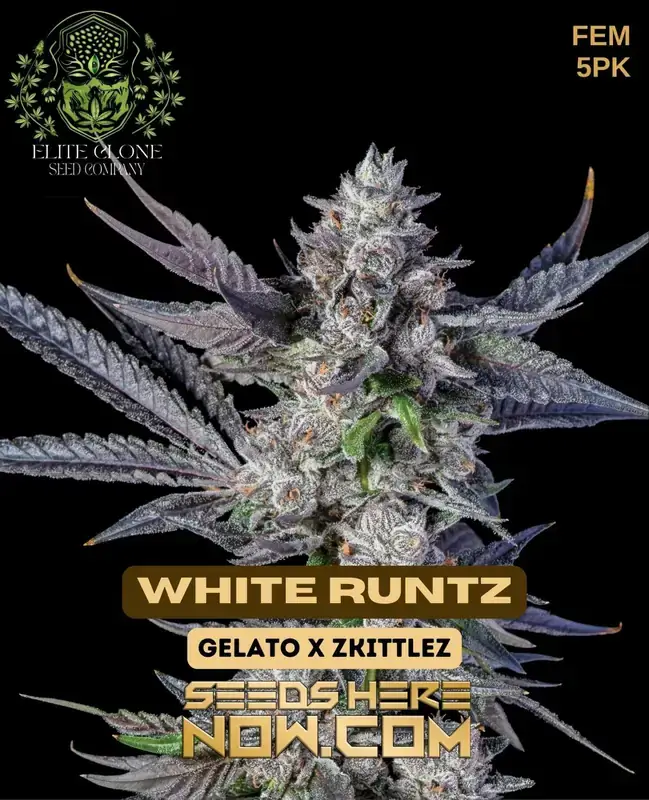 Close-up of White Runtz S1 cannabis buds, showcasing dense trichomes and vibrant green hues with orange pistils