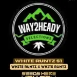 White Runtz S1 (Feminized) - Way2heady Selections
