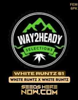 White Runtz S1 cannabis seeds, feminized, 20(space)25% THC, hybrid, citrus and berry aromas
