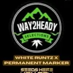 White Runtz x Permanent Marker (Feminized) - Way2heady Selections
