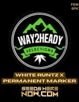 Close(space)up image of White Runtz x Permanent Marker cannabis seeds by Way2heady Selections