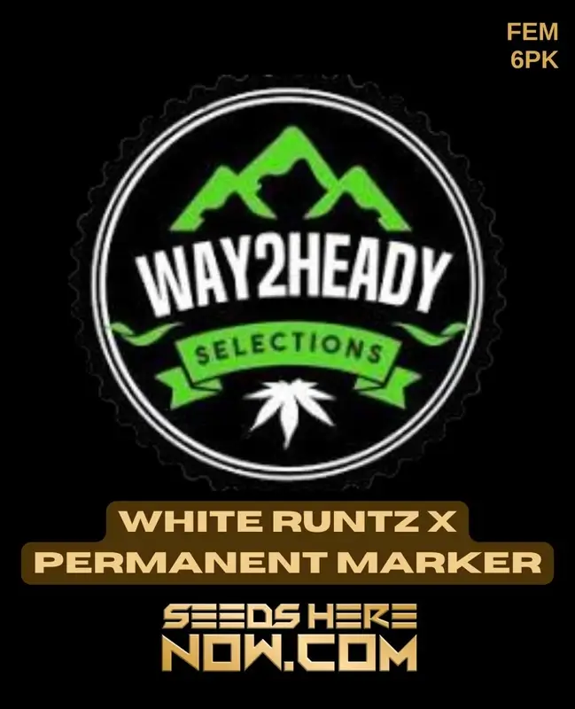 Close-up image of White Runtz x Permanent Marker cannabis seeds by Way2heady Selections