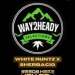 White Runtz x Sherbacio (Feminized) - Way2heady Selections