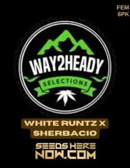 Feminized White Runtz x Sherbacio cannabis seeds with high THC levels and citrus, sweet berry aroma