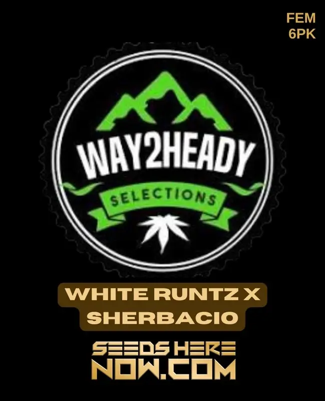 Feminized White Runtz x Sherbacio cannabis seeds with high THC levels and citrus, sweet berry aroma