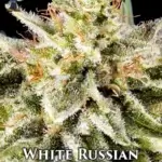 White Russian S1 (Feminized) - Dr. Blaze