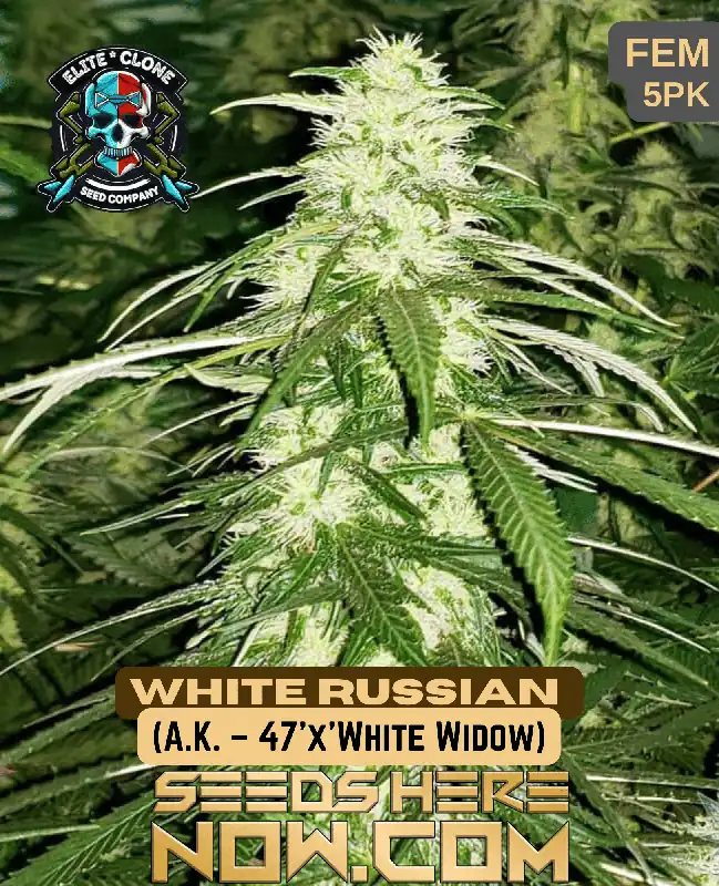 Close-up image of frosty White Russian S1 cannabis buds with vibrant green foliage and burnt orange pistils