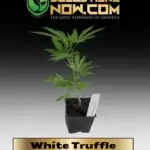 White Truffle Clones - ACC