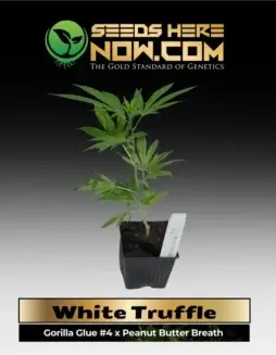 Indica(space)dominant White Truffle clones featuring earthy and musky aromas