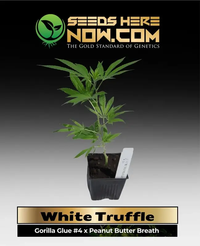 Indica-dominant White Truffle clones featuring earthy and musky aromas