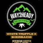White Truffle x Sherbacio (Feminized) - Way2heady Selections