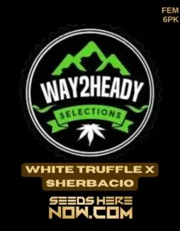 White Truffle x Sherbacio cannabis seeds, 22(space)25% THC, Indica(space)dominant, by Way2heady Selections