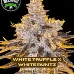 White Truffle x White Runtz (Feminized) - Way2heady Selections
