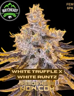 Close(space)up image of White Truffle x White Runtz feminized cannabis seeds by Way2heady Selections