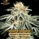 White Widow (Regular) - Best Coast Genetics