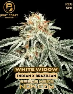 White Widow regular cannabis seeds by Best Coast Genetics