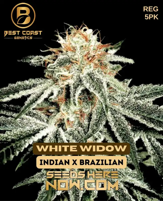 White Widow regular cannabis seeds by Best Coast Genetics