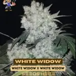 White Widow S1 (Feminized) - Dr. Blaze