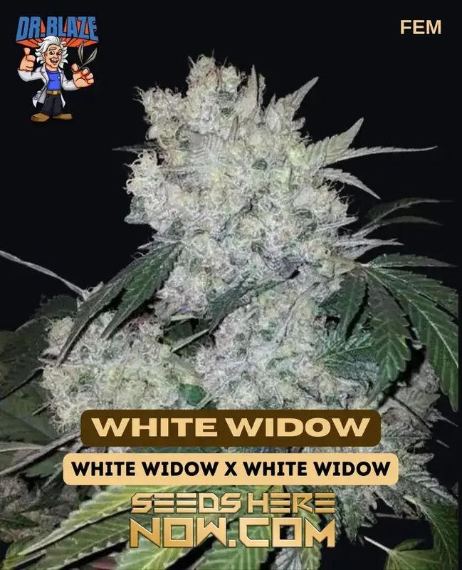 White Widow S1 feminized cannabis seeds by Dr. Blaze, featuring high THC levels and a quick flowering time